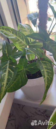 Сингониум ушковатый