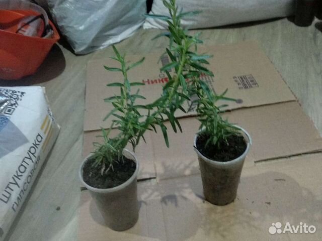 Кумкват Маргарита привитый