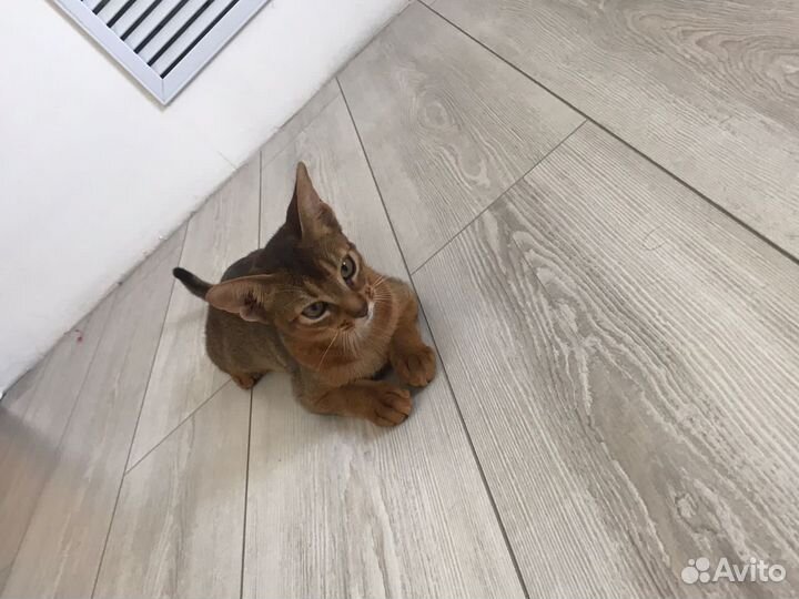 Абиссинская кошечка