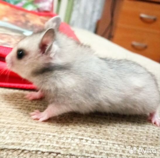 Сирийские хомячки