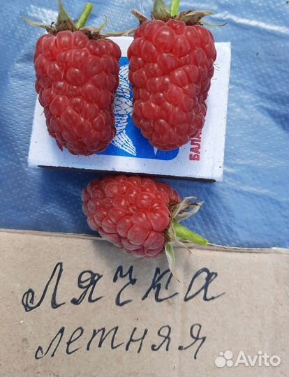 Саженцы малины