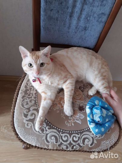 Котик молодой очень красивый мальчик