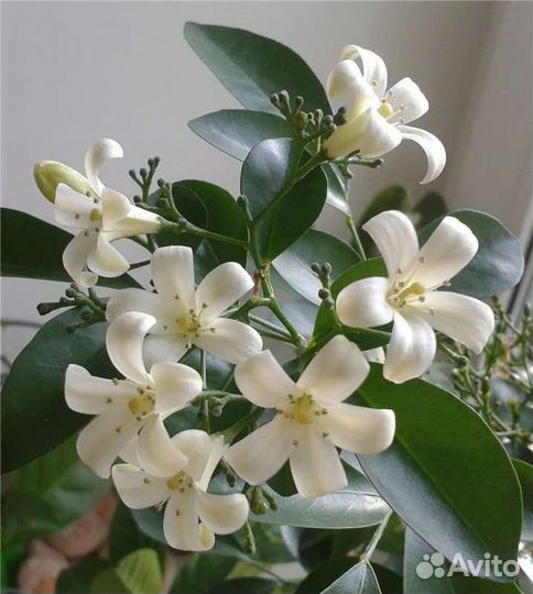 Комнатные цветы