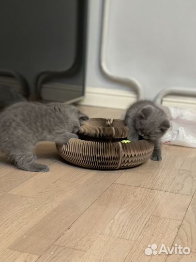 Британские котята