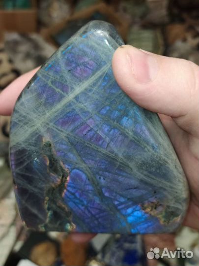 Лабрадор фиолетовый