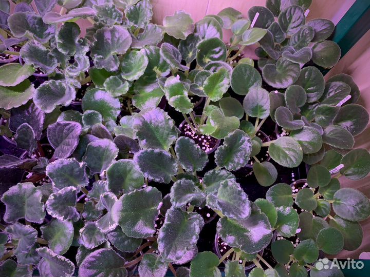 Сортовые фиалки