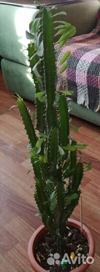 Эуфорбия(молочай треугольный) тригона рубра