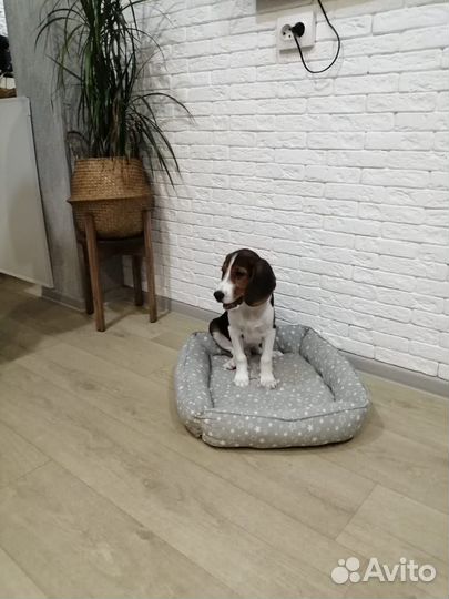 Бигль щенок