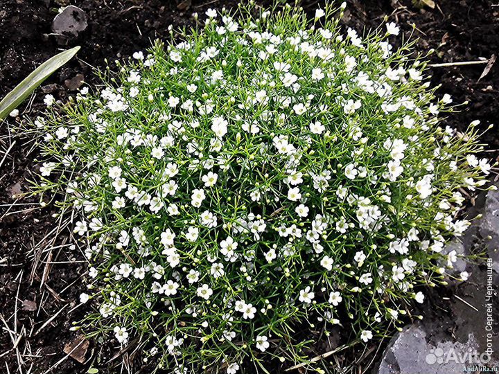 Гипсофила белая (Семена)