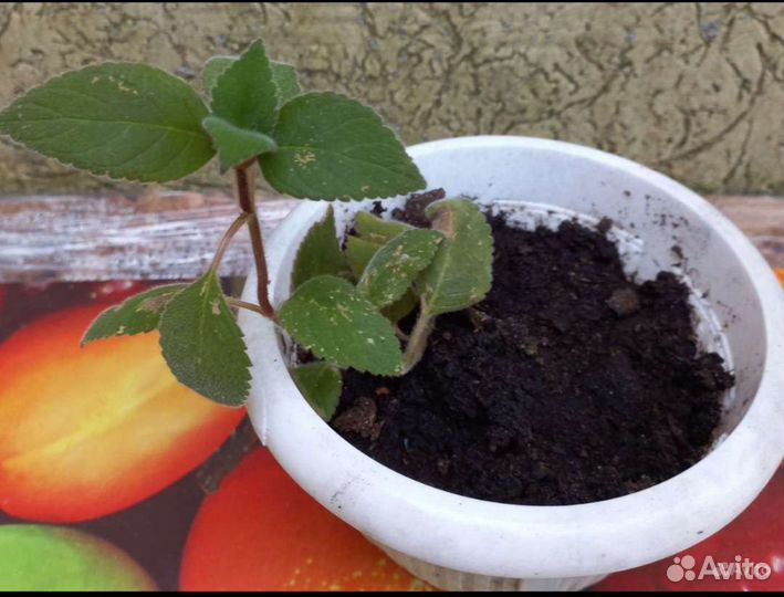 Цветы комнатные