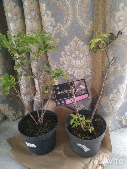 Бузина нигра и аурея