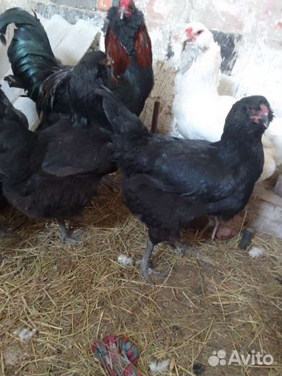 Гергебильские куры