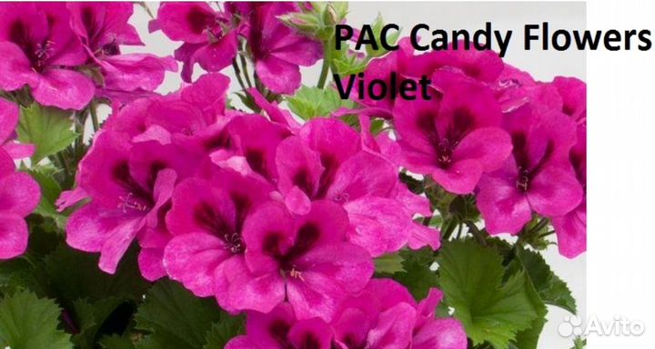 Королевская пеларгония