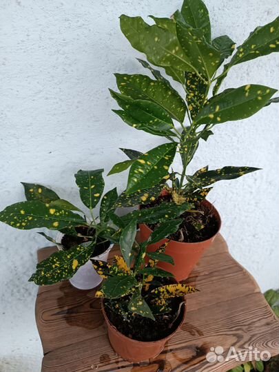 Кодиеум Кротон