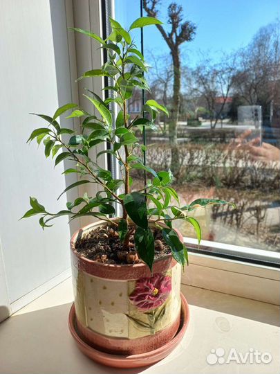 Фикус бенджамина