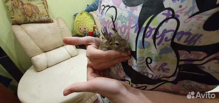 Чилийская белка дегу