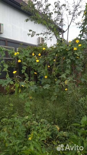 Люффа мочалка, натуральная губка семена