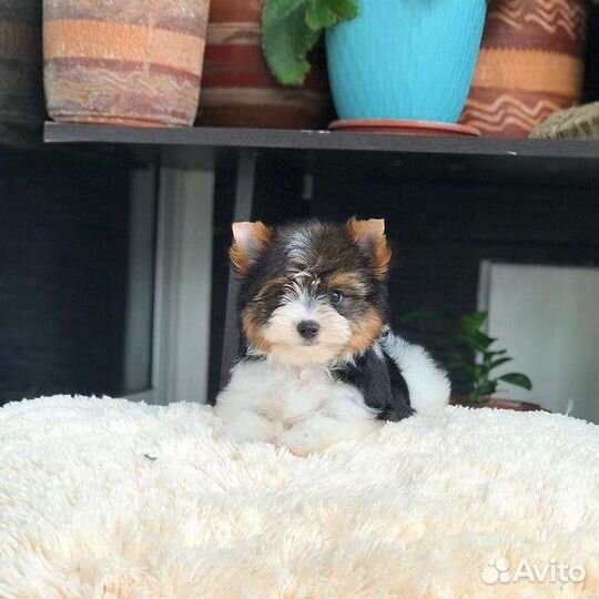 На дачу с новым другом