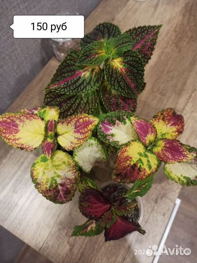 Растения для дома и сада