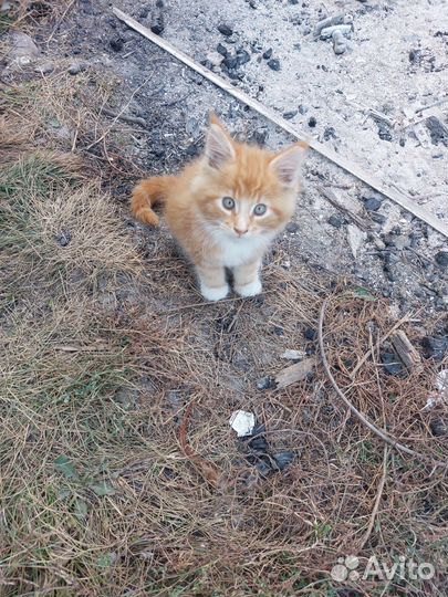 Котята мейн-кун