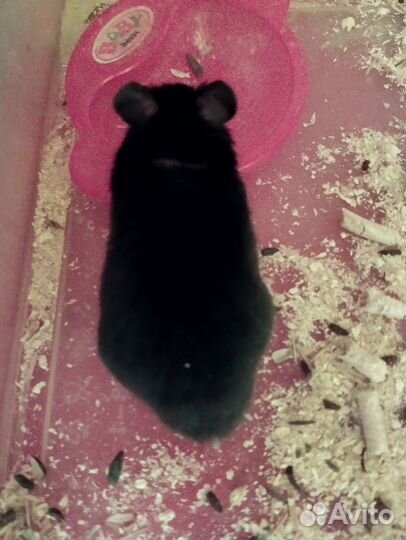 Хомяк сирийский мальчик 1 месяц