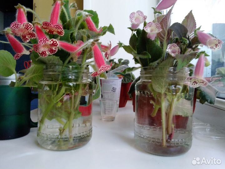 Кротон, папоротники,калерия