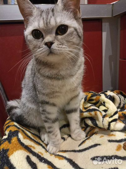 Шотландская девочка или британка