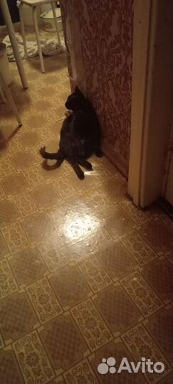 Отдам бесплатно животные кошки