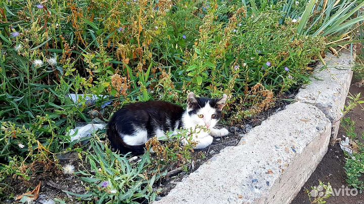 Котик в опасности