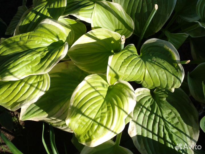 Хоста сортовая