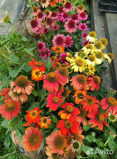 Эхинацея и другие многолетники