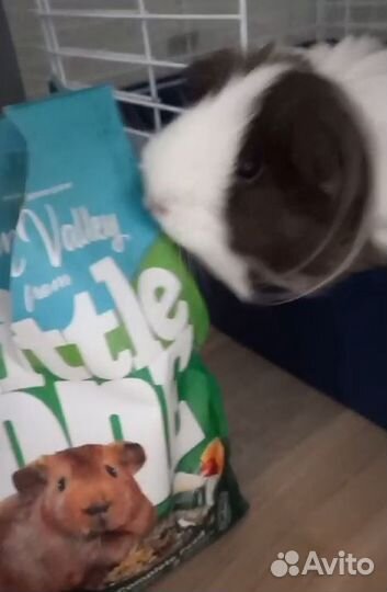 Морская свинка Шелти