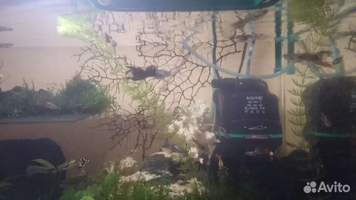 Улитки растения гуппи креветки