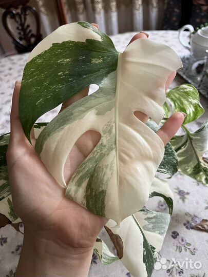 Монстера альба