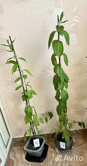 Бересклет Европейский саженцы