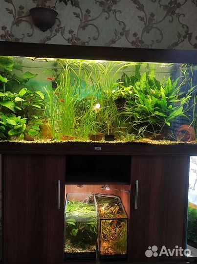 Аквариум