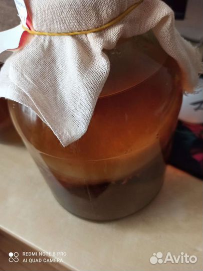 Чайный гриб отдам