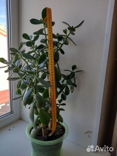 Толстянка (денежное дерево)