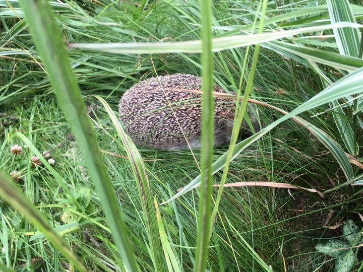 Дача 70 м² на участке 6 сот.