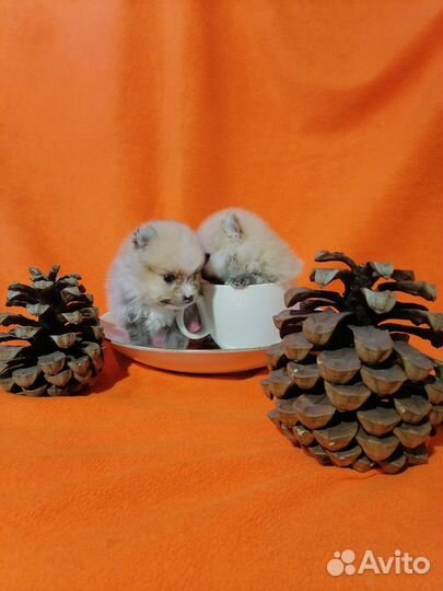 Шпицедетки