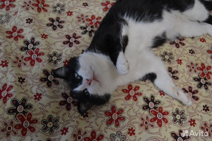 Ласковый кот