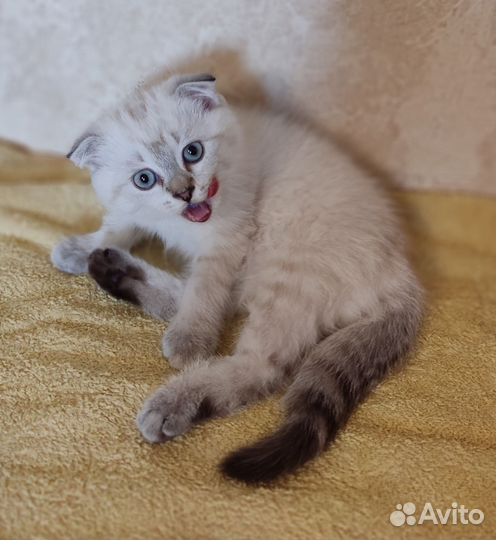 Шотландские котята