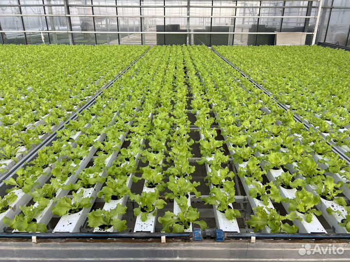 Салатные линии и столы для выращивания