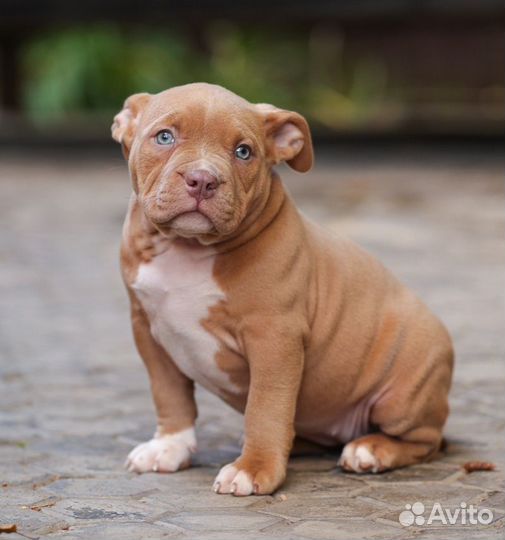 Американский булли девочки