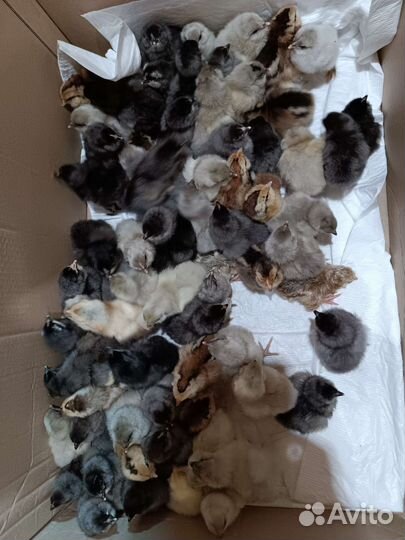 Цыплята разных пород и возрастов