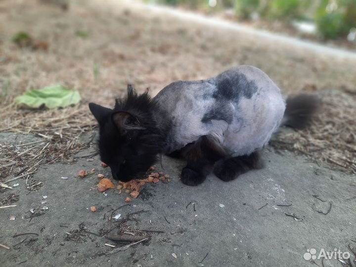 Кошки в добрые руки бесплатно