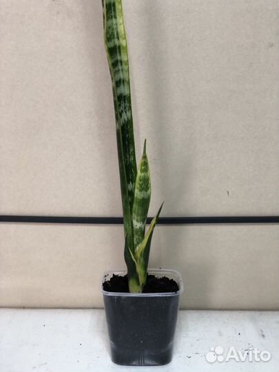 Комнатные растения