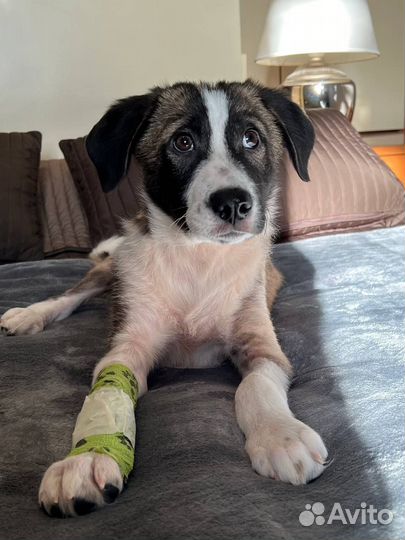 Собака в добрые руки