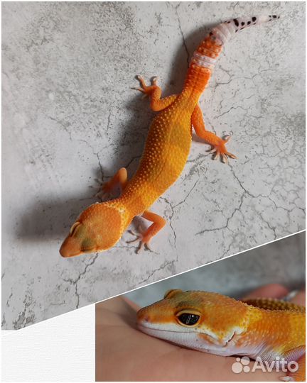 Эублефары малыши, Blood