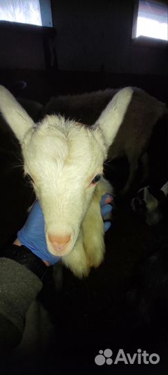 Козы и козлята продажа